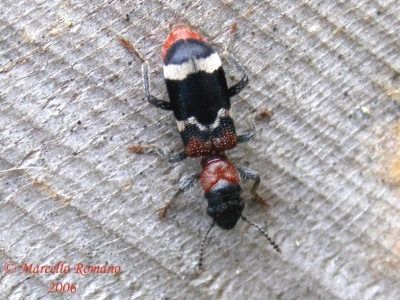 COLEOTTERI NEL FORUM - Famiglia Cleridae